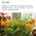 花卉秋天多年生矮生花草植物金莲花旱金莲种子四季易种易活花