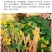 花卉秋天多年生矮生花草植物金莲花旱金莲种子四季易种易活花
