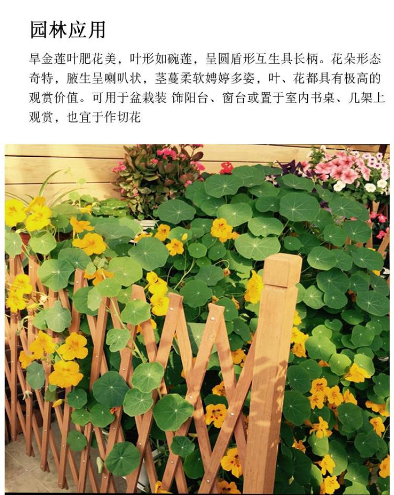 花卉秋天多年生矮生花草植物金莲花旱金莲种子四季易种易活花