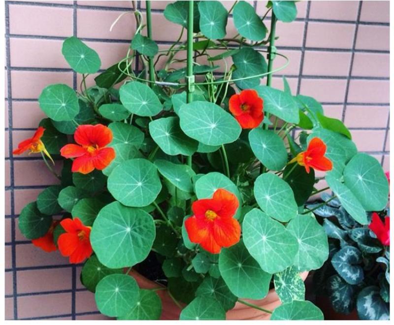 花卉秋天多年生矮生花草植物金莲花旱金莲种子四季易种易活花