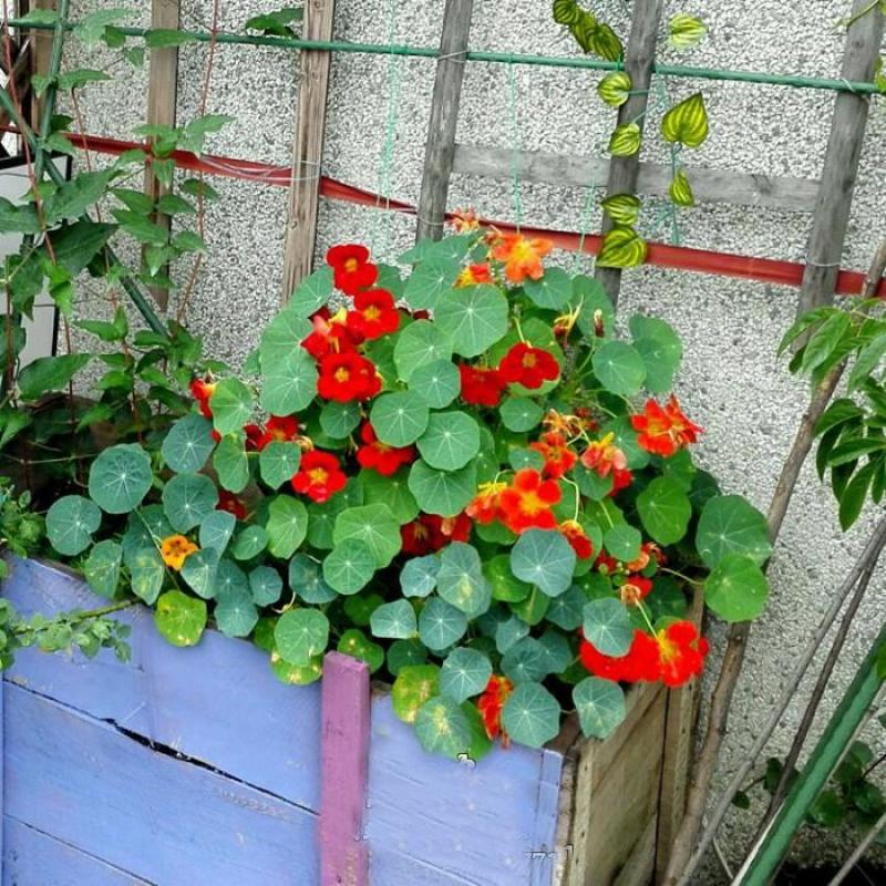 花卉秋天多年生矮生花草植物金莲花旱金莲种子四季易种易活花