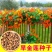 花卉秋天多年生矮生花草植物金莲花旱金莲种子四季易种易活花