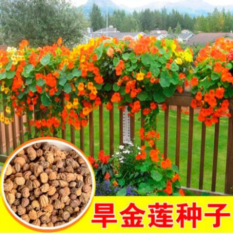 花卉秋天多年生矮生花草植物金莲花旱金莲种子四季易种易活花