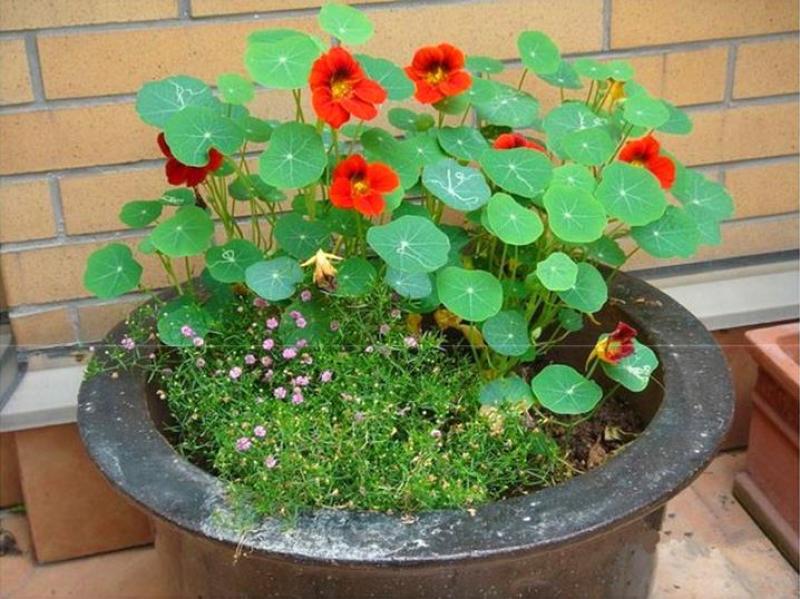 花卉秋天多年生矮生花草植物金莲花旱金莲种子四季易种易活花