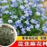 蓝花亚麻种子亚麻种籽花籽花种四季易活开花室内外多年生
