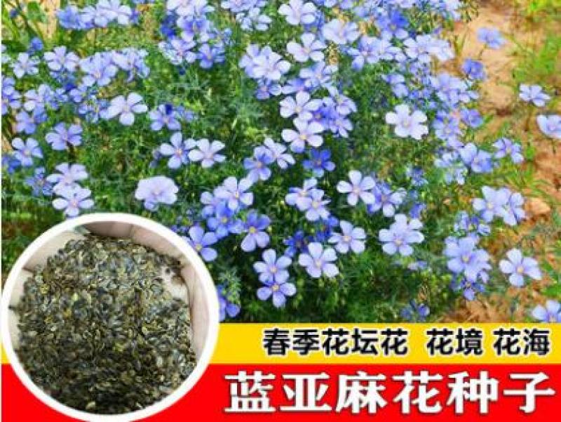 蓝花亚麻种子亚麻种籽花籽花种四季易活开花室内外多年生