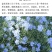 蓝花亚麻种子亚麻种籽花籽花种四季易活开花室内外多年生
