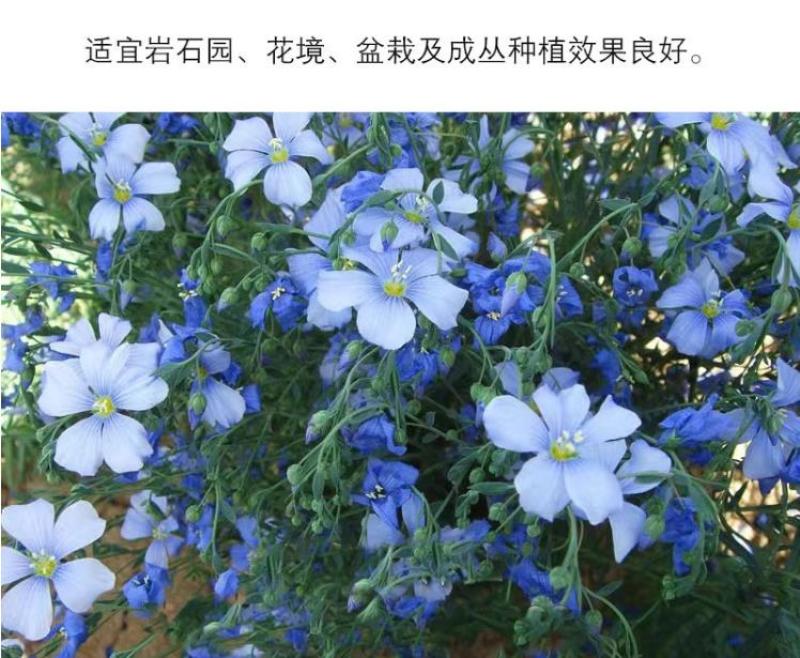 蓝花亚麻种子亚麻种籽花籽花种四季易活开花室内外多年生