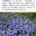 蓝花亚麻种子亚麻种籽花籽花种四季易活开花室内外多年生
