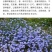 蓝花亚麻种子亚麻种籽花籽花种四季易活开花室内外多年生
