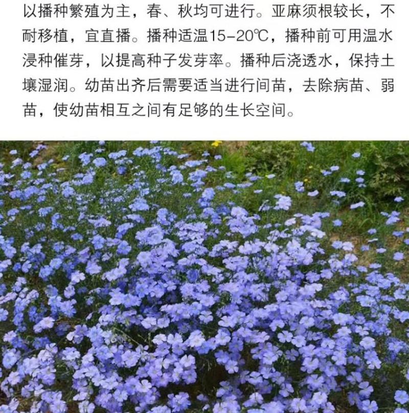 蓝花亚麻种子亚麻种籽花籽花种四季易活开花室内外多年生