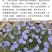 蓝花亚麻种子亚麻种籽花籽花种四季易活开花室内外多年生