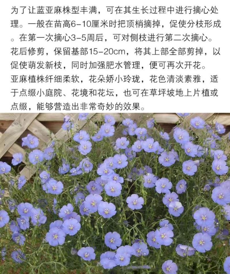 蓝花亚麻种子亚麻种籽花籽花种四季易活开花室内外多年生