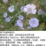 蓝花亚麻种子亚麻种籽花籽花种四季易活开花室内外多年生