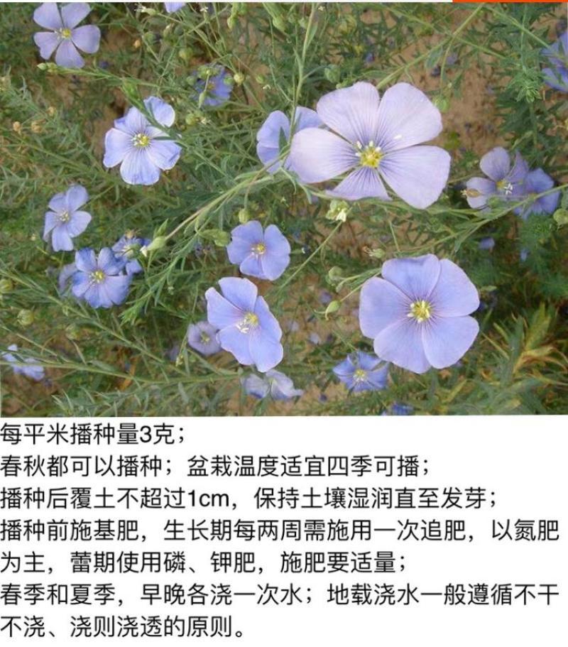 蓝花亚麻种子亚麻种籽花籽花种四季易活开花室内外多年生