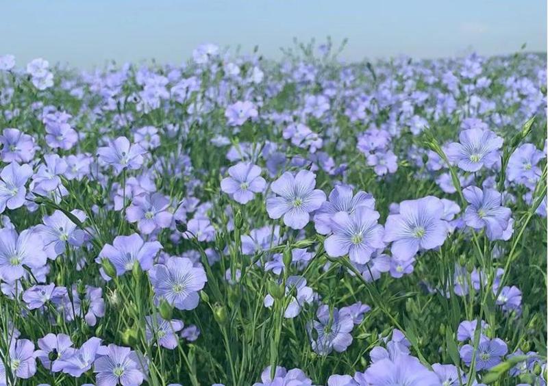 蓝花亚麻种子亚麻种籽花籽花种四季易活开花室内外多年生