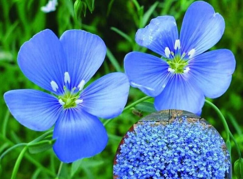 蓝花亚麻种子亚麻种籽花籽花种四季易活开花室内外多年生