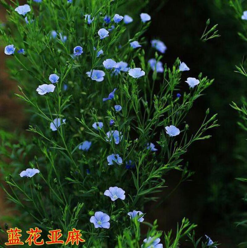 蓝花亚麻种子亚麻种籽花籽花种四季易活开花室内外多年生