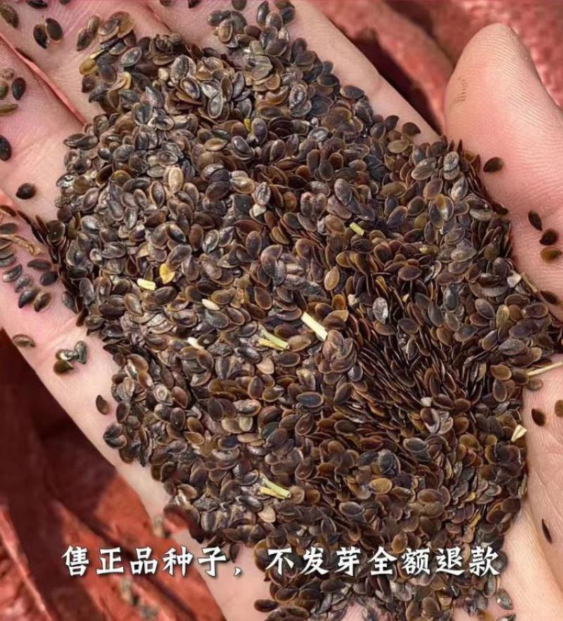 蓝花亚麻种子亚麻种籽花籽花种四季易活开花室内外多年生