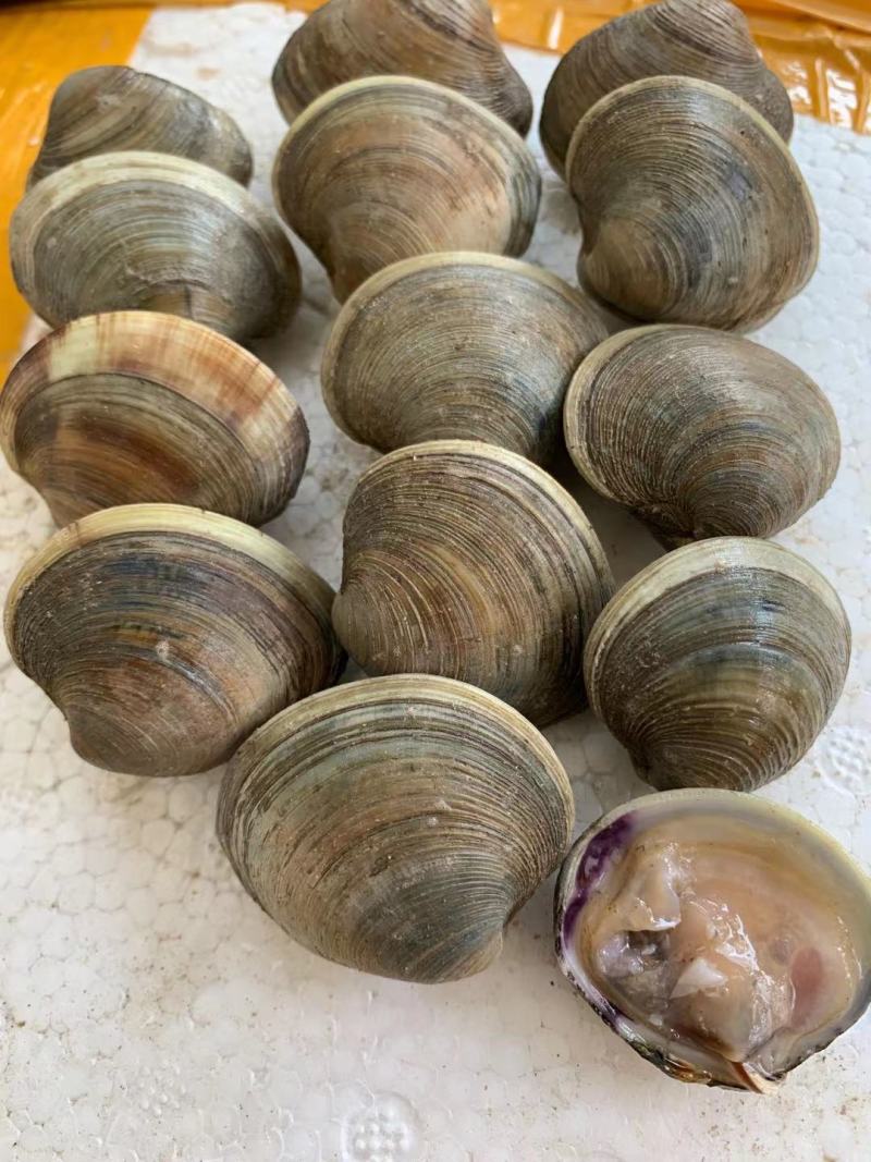 精品美贝，贝壳，连云港贝壳，产地直供，对接批发商超市