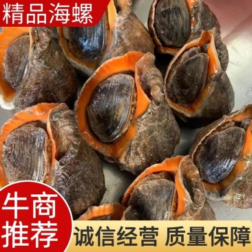 连云港本地海螺鲜活大红螺规格齐全质量保证欢迎联系