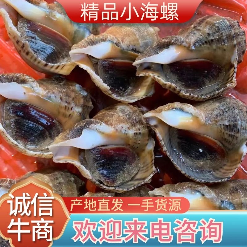 【牛商推荐】小海螺，精品海螺，产地直发，全国发货，对接批发商