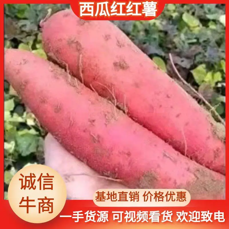 西瓜红红薯，好吃特别甜，有要的欢迎联系