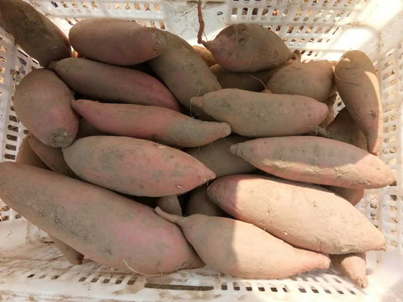 现货河北烟薯25口感香甜一手货源量大质优