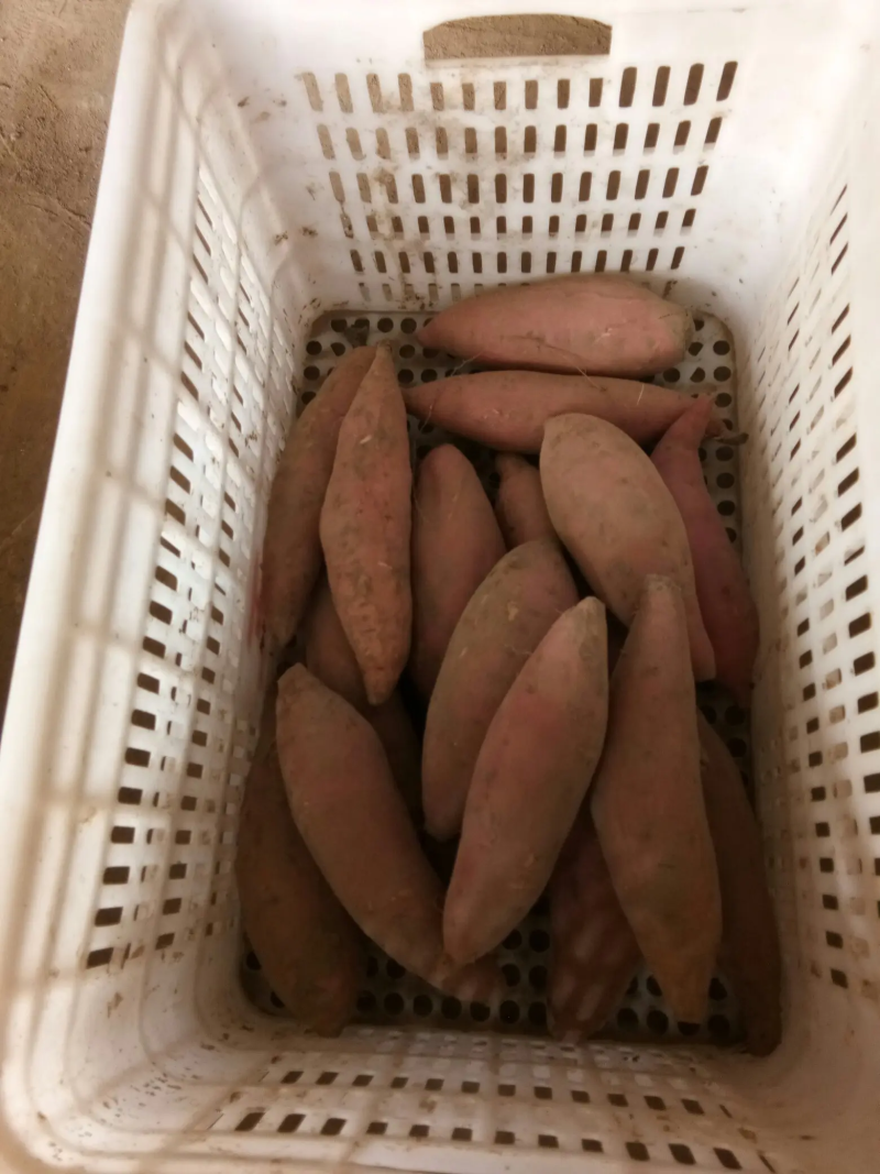 现货河北烟薯25口感香甜一手货源量大质优