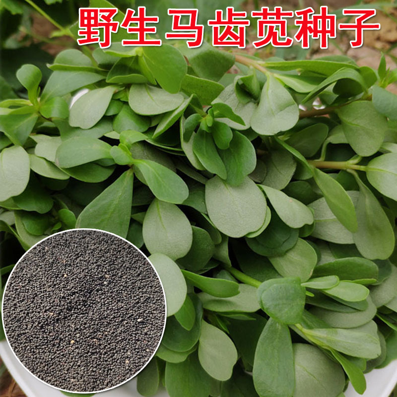 荷兰马齿苋种子直立马齿汗马蜂菜四季种植生长速度快耐热