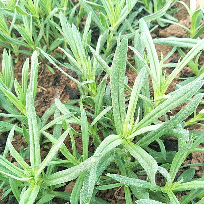 面条菜种子野菜春秋种植冬季四季面条菜种孑生长速度快高