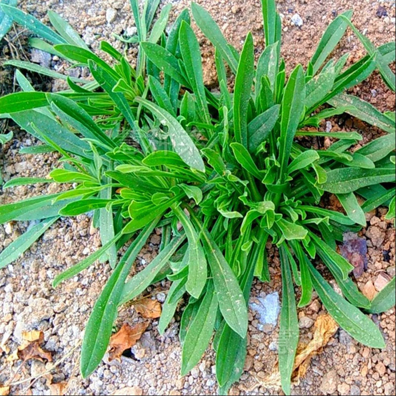面条菜种子野菜春秋种植冬季四季面条菜种孑生长速度快高