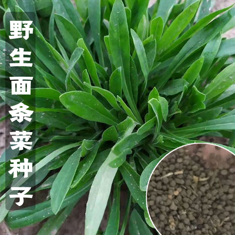 面条菜种子野菜春秋种植冬季四季面条菜种孑生长速度快高