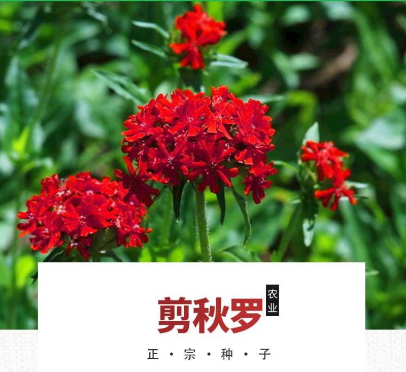 剪秋萝种子多年生剪秋罗花种籽子四季易活庭院阳台盆栽花种子