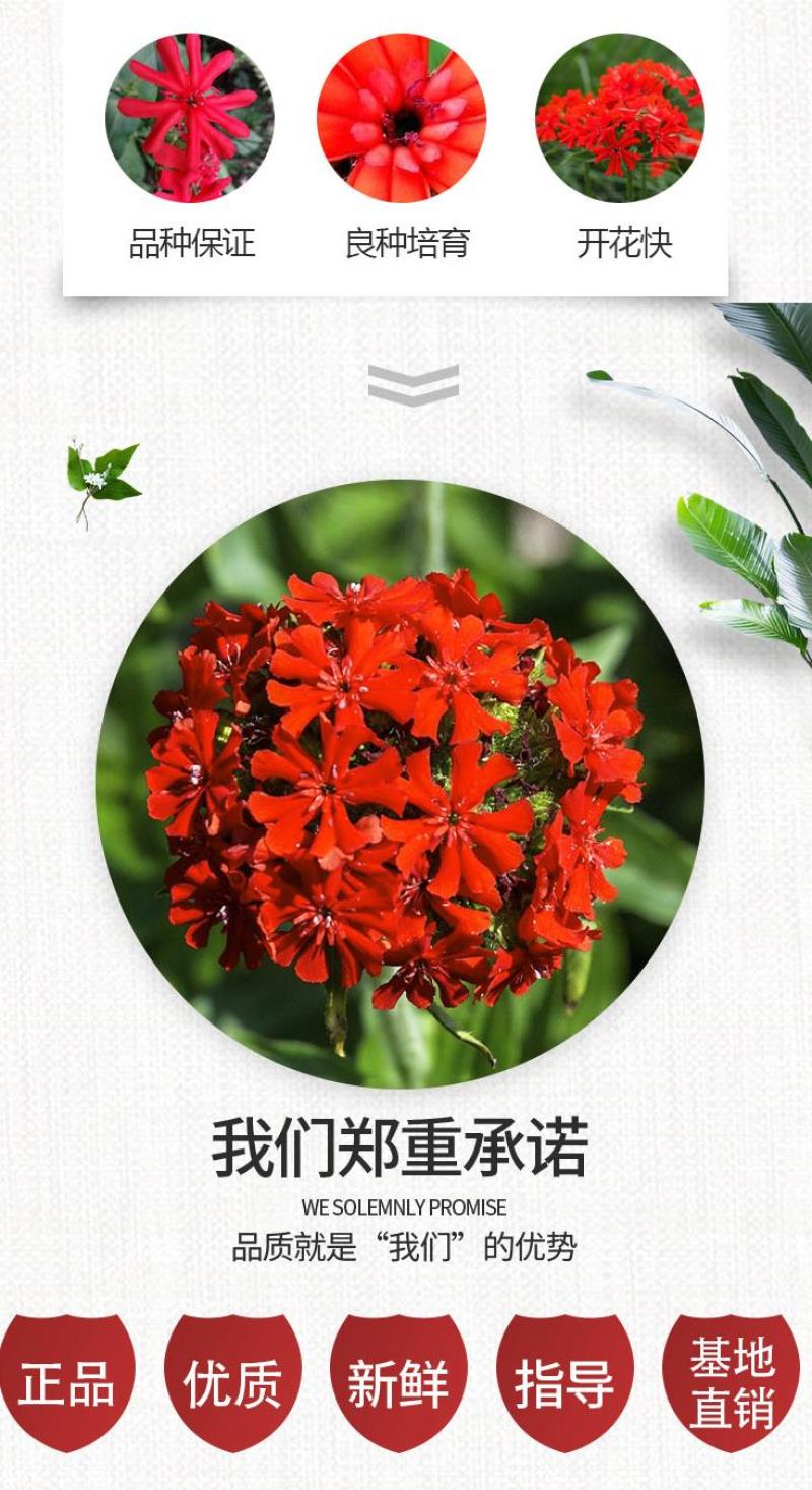 剪秋萝种子多年生剪秋罗花种籽子四季易活庭院阳台盆栽花种子