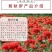 剪秋萝种子多年生剪秋罗花种籽子四季易活庭院阳台盆栽花种子