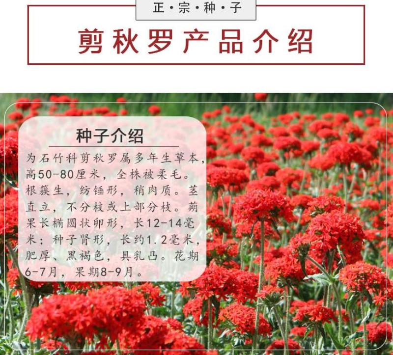 剪秋萝种子多年生剪秋罗花种籽子四季易活庭院阳台盆栽花种子