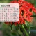 剪秋萝种子多年生剪秋罗花种籽子四季易活庭院阳台盆栽花种子