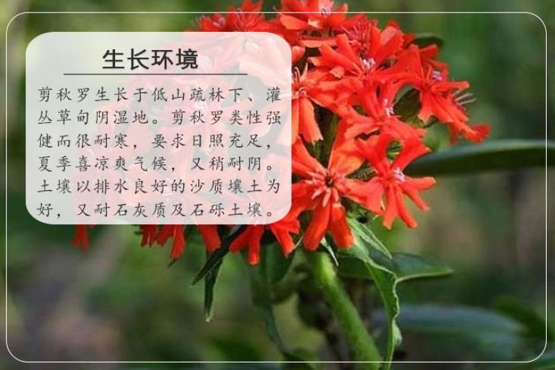 剪秋萝种子多年生剪秋罗花种籽子四季易活庭院阳台盆栽花种子
