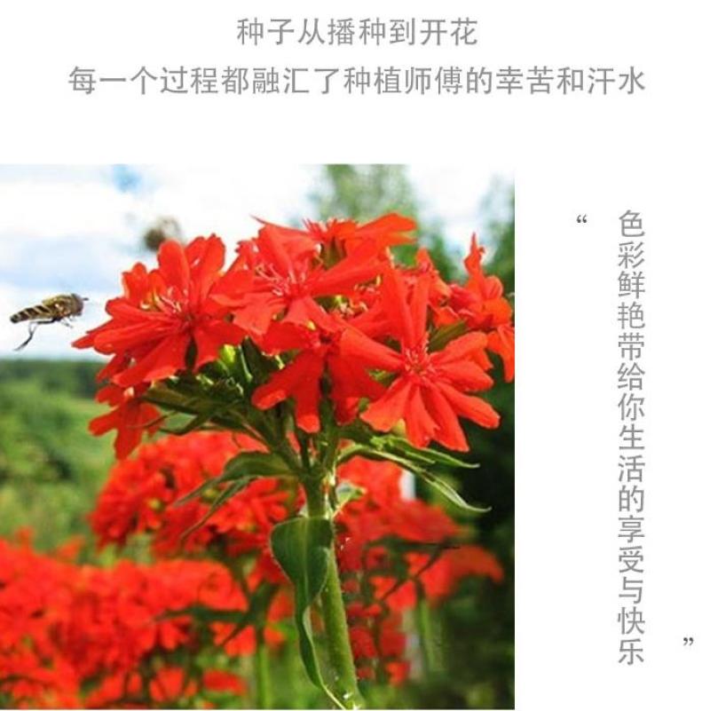 剪秋萝种子多年生剪秋罗花种籽子四季易活庭院阳台盆栽花种子
