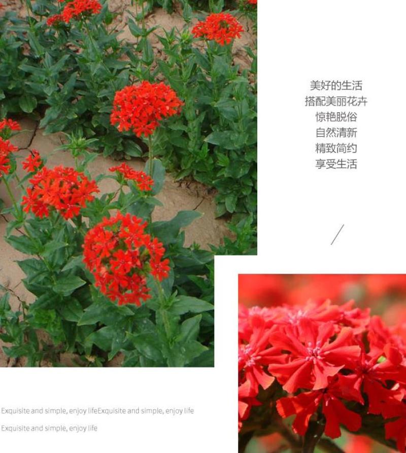 剪秋萝种子多年生剪秋罗花种籽子四季易活庭院阳台盆栽花种子