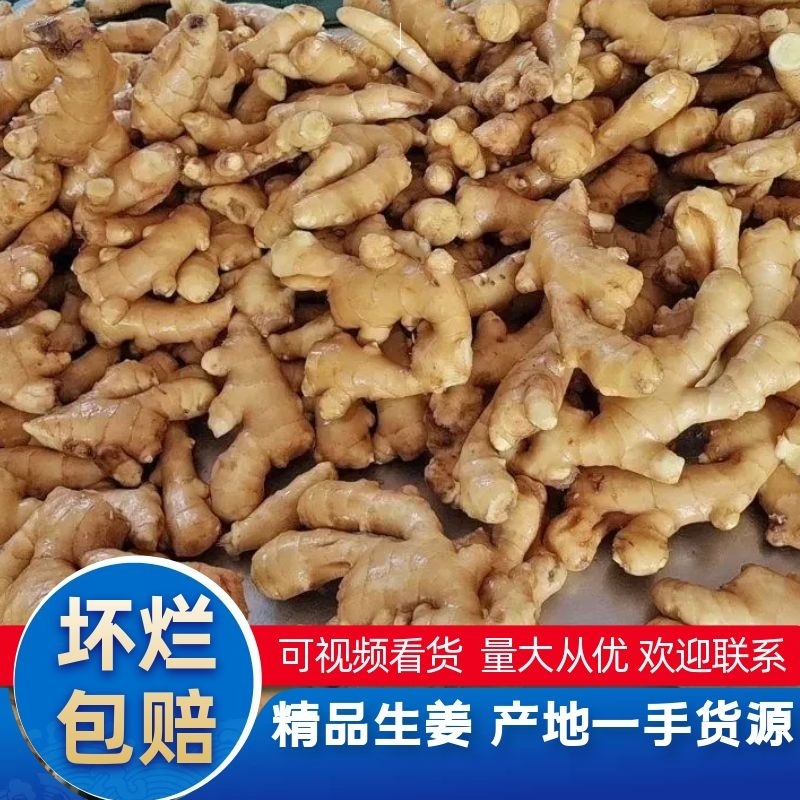 【热销】精品小黄姜产地直销量大从优来电咨询有优惠