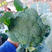 撒利奥55原装先正达西兰花种子有机青花菜耐热高产