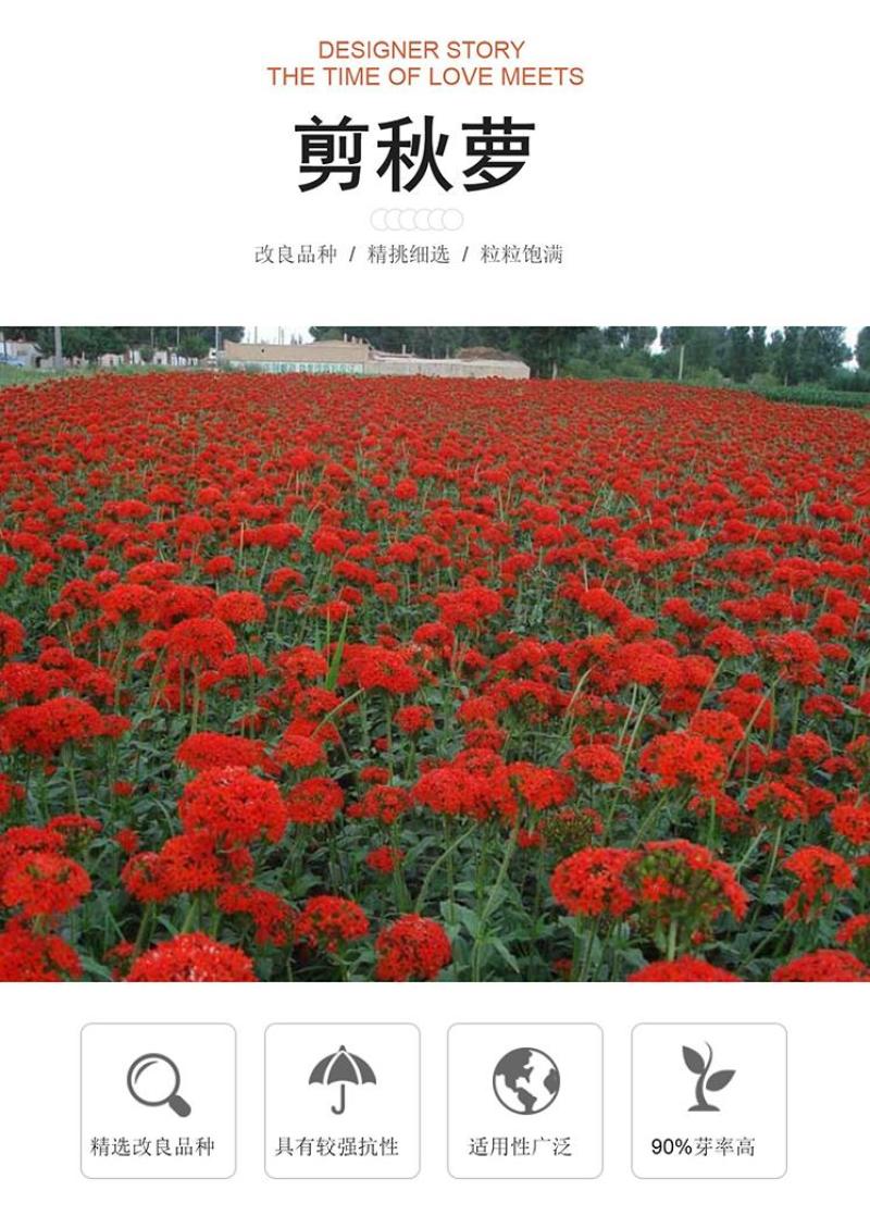 大花剪秋萝种子四季易播易活景观花卉种子花种子花籽花