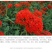 大花剪秋萝种子四季易播易活景观花卉种子花种子花籽花