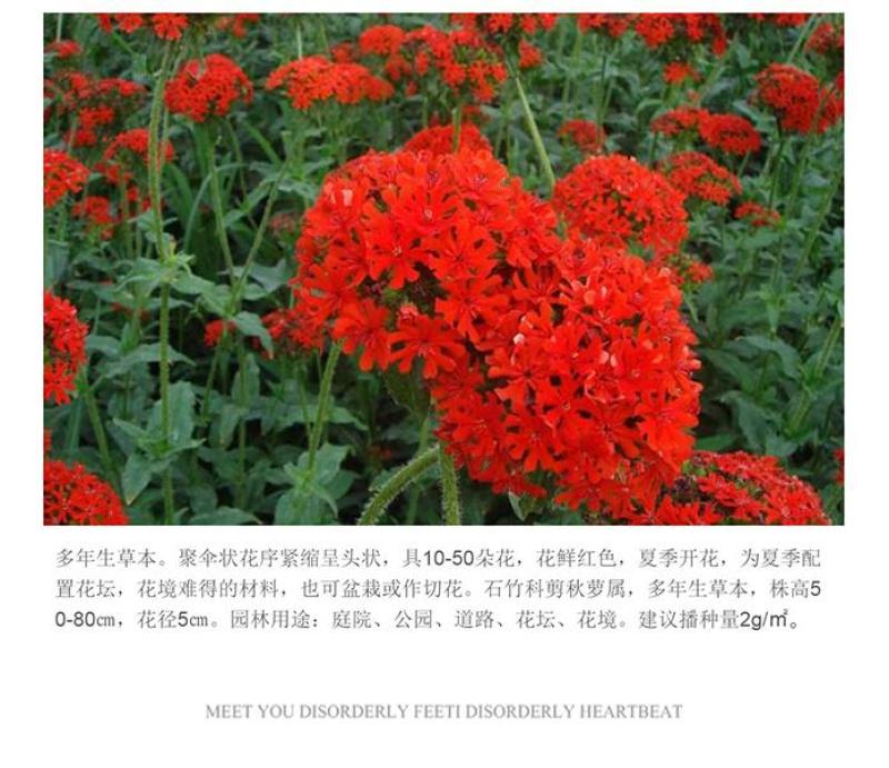 大花剪秋萝种子四季易播易活景观花卉种子花种子花籽花