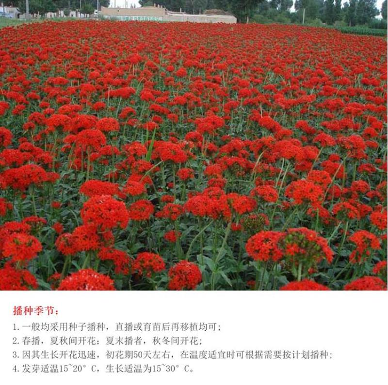 大花剪秋萝种子四季易播易活景观花卉种子花种子花籽花