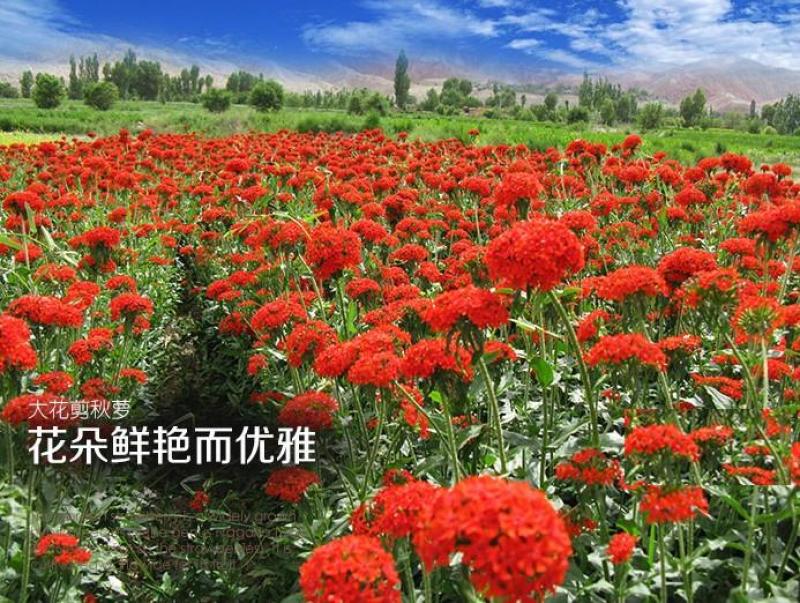 大花剪秋萝种子四季易播易活景观花卉种子花种子花籽花