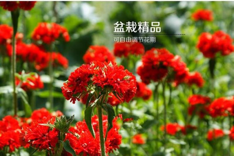 大花剪秋萝种子四季易播易活景观花卉种子花种子花籽花