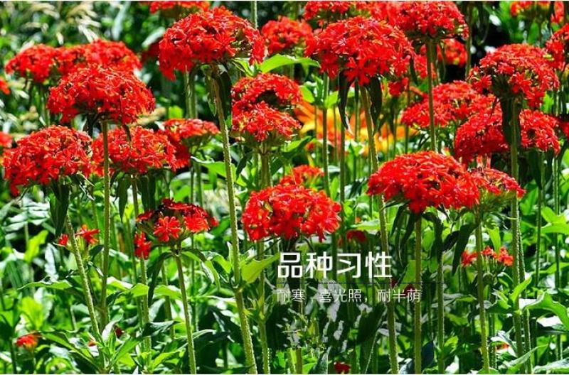 大花剪秋萝种子四季易播易活景观花卉种子花种子花籽花